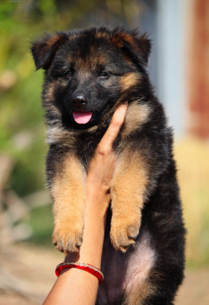 KCI Register German Shepherd price in Jaipur INR 25,000 to INR 60,000