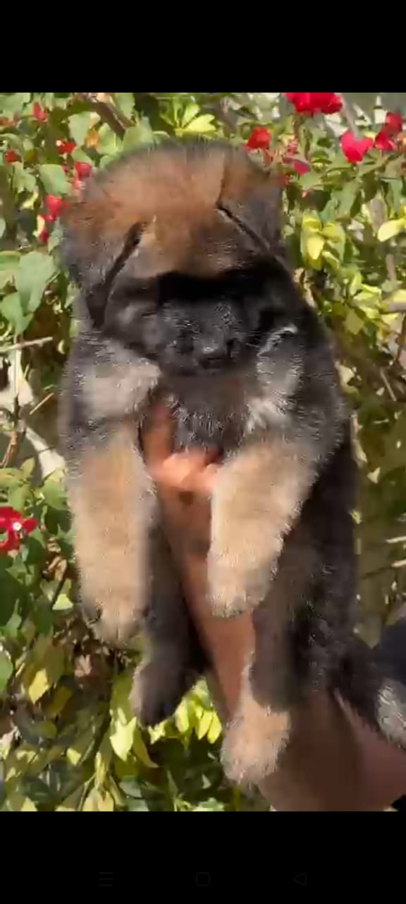 German Shephard puppies for sale in Vizag
 