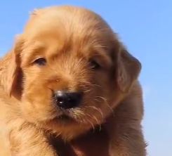 KCI Register Golden Retriever price in Ahmedabad INR 30,000 to INR 55,000