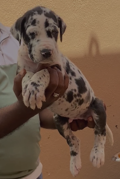 Attractive Great Dane for sale in Chennai