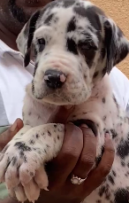 KCI Register Great Dane for sale in Chennai