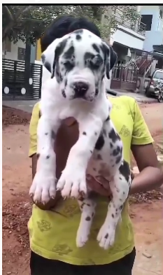 Healthy Great Dane Price in Goa Start From INR 55,000 to INR 90,000