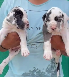 Fully Vaccinated Great Dane Price in Goa Start From INR 55,000 to INR 90,000