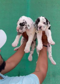 Best Quality of Great Dane Price in Goa Start From INR 55,000 to INR 90,000 