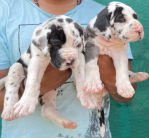 Familyfriendly Best Quality of Great Dane Price in Goa Start From INR 55,000 to INR 90,000 