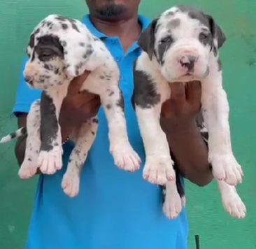 Fully Vaccinated Great Dane price in Hyderabad INR 50,000 to INR 90,000