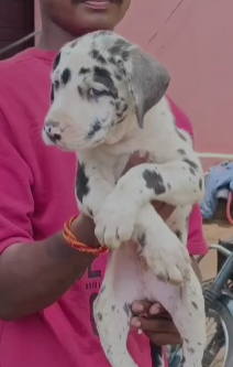 Great Dane Price in Goa Start From INR 55,000 to INR 90,000