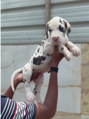 Fully Vaccinated Great Dane for sale in Chennai