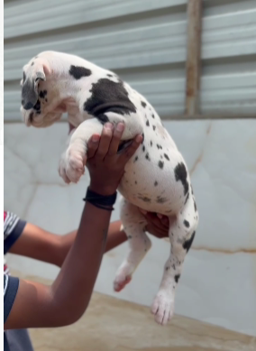 Best Quality of Great Dane for sale in Chennai