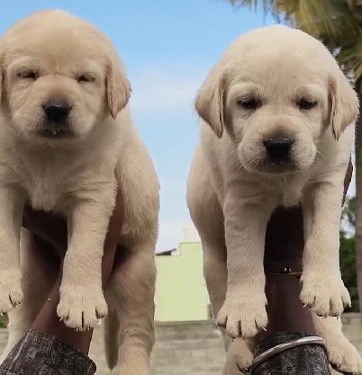 Labrador retriever breed puppy price in goa
