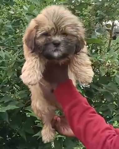 Lhasa apso puppies for sale online in goa