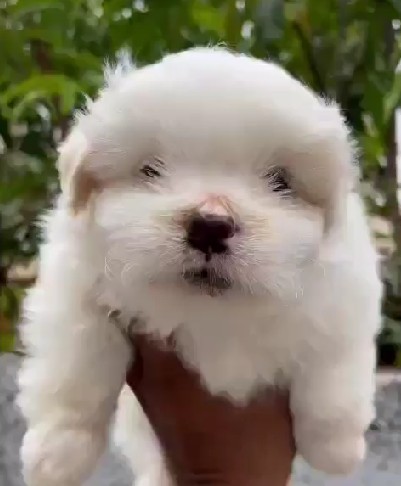 lhasa apso dog breeder in goa