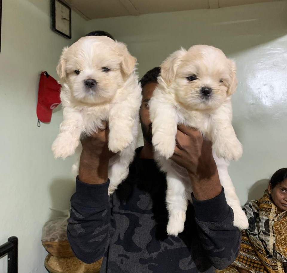 lhasa apso dog price in mumbai