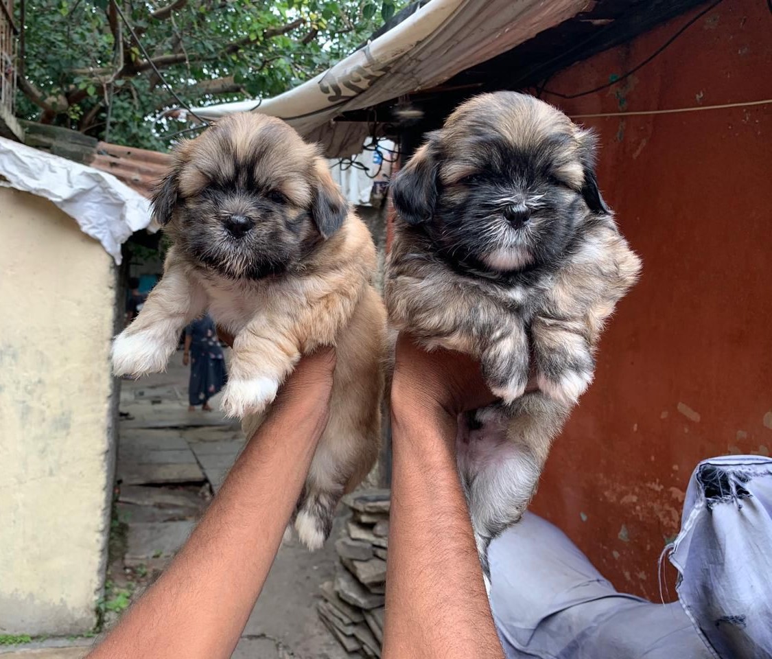 buy lhasa apso puppies online in mumbai