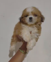 Get Lhasa Apso Puppy From Shubh Kennel.
