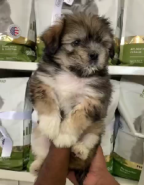 Buy Lhasa Apso In Affordable Price.