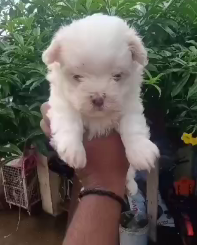 Purchase Lhasa Apso Price In Between  25000 -  40000.
