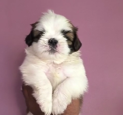 Lhasa Apso price in Chennai.