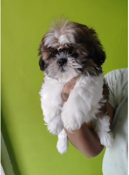 Lhash Apso Puppies Available for Sale