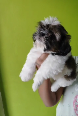 Lhasa Apso price in Ahmedabad INR 25,000 to INR 40,000