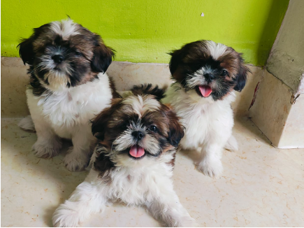 Healthy Lhasa Apso price in Ahmedabad INR 25,000 to INR 40,000