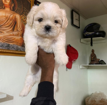KCI Regiater Lhasa Apso pice in Jaipur INR 25,000 to INR 40,000