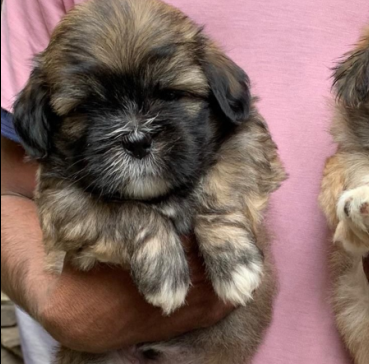 Fearless Lhasa Apso pice in Jaipur INR 25,000 to INR 40,000