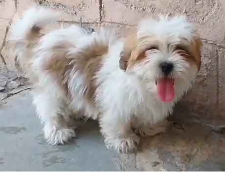 Lhasa Apso price in Hyderabad INR 25,000 to INR 40,000