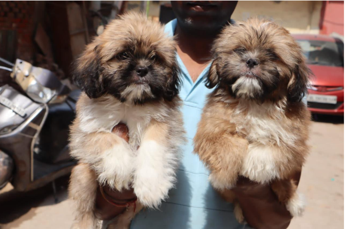 Fully Vaccinated Lhasa Apso price in Hyderabad INR 25,000 to INR 40,000