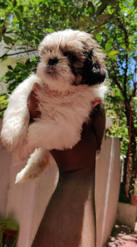 Healthy Lhasa Apso price in Hyderabad INR 25,000 to INR 40,000