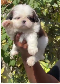 Best Quality Lhasa Apso price in Hyderabad INR 25,000 to INR 40,000