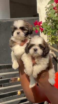 Intelligent Lhasa Apso price in Hyderabad INR 25,000 to INR 40,000