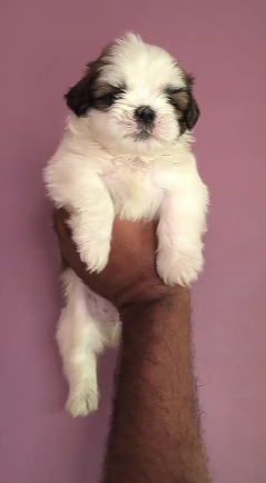 Lhasa Apso Puppies Available In Bangalore.