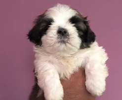 Lhasa Apso Puppies  Available In Affordable Price In Bangalore.