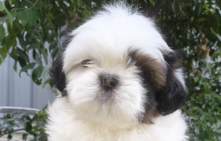 Healthy Lhasa Apso price in Chennai.