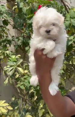 Fearless Maltese price in Jaipur INR 50,000 to INR 80,000
