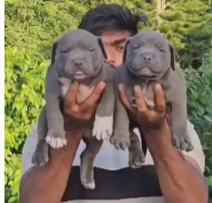 Pitbull price in Chennai INR 30,000 to INR 60,000