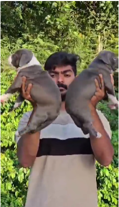 Best quality Pitbull Price in Hyderabad INR 26,000 to INR 60,000