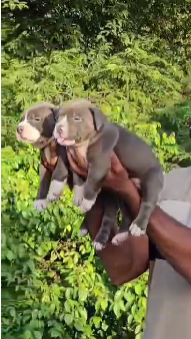 Healthy Pitbull price in Vizag INR 30,000 to INR 50,000