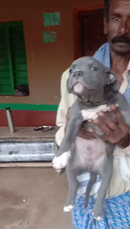 Attractive  Pitbull Price in Hyderabad INR 26,000 to INR 60,000