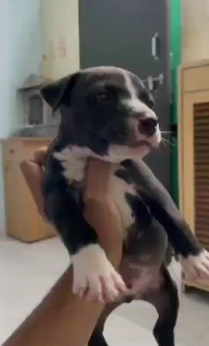 Healthy Pitbull price in Chennai INR 30,000 to INR 60,000