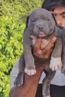 KCI Register Pitbull price in Vizag INR 30,000 to INR 60,000