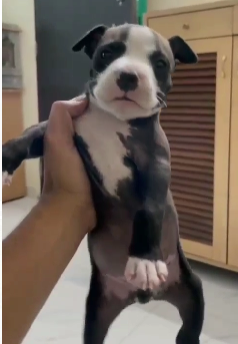 KCI Register Pitbull price in Chennai INR 30,000 to INR 60,000