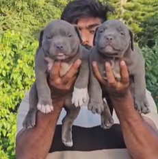 Fully Vaccinated Pitbull price in Chennai INR 30,000 to INR 60,000