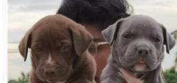 Pitbull Puppies Available