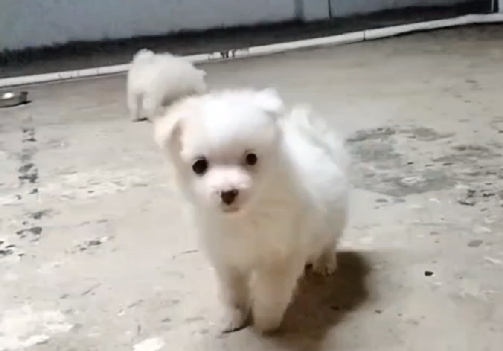 Fully Vaccinated Pomeranian price in Hyderabad INR 15,000 to 35,000