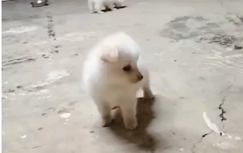 Healthy Pomeranian for sale in Vizag