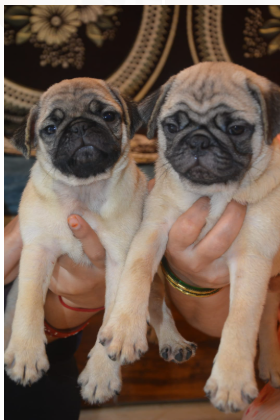 Intelligent Pug price in Jaipur INR 24,000 to INR 50,000