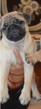 KCI Register Pug price in Jaipur INR 24,000 to INR 50,000