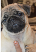 Fully Vaccinated Pug price in Jaipur INR 24,000 to INR 50,000